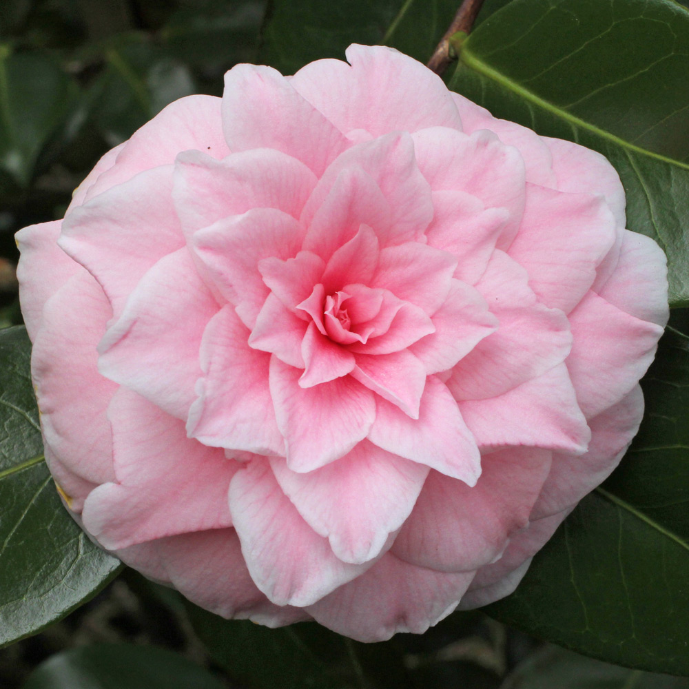 Camellia japonica 'Souvenir de Bahuaud-Litou'
