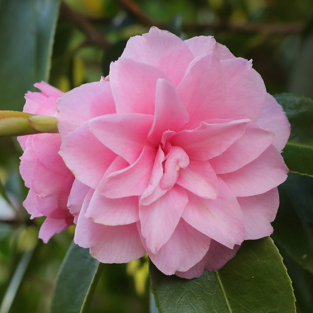 Camellia hybrid 'Spring Festival'