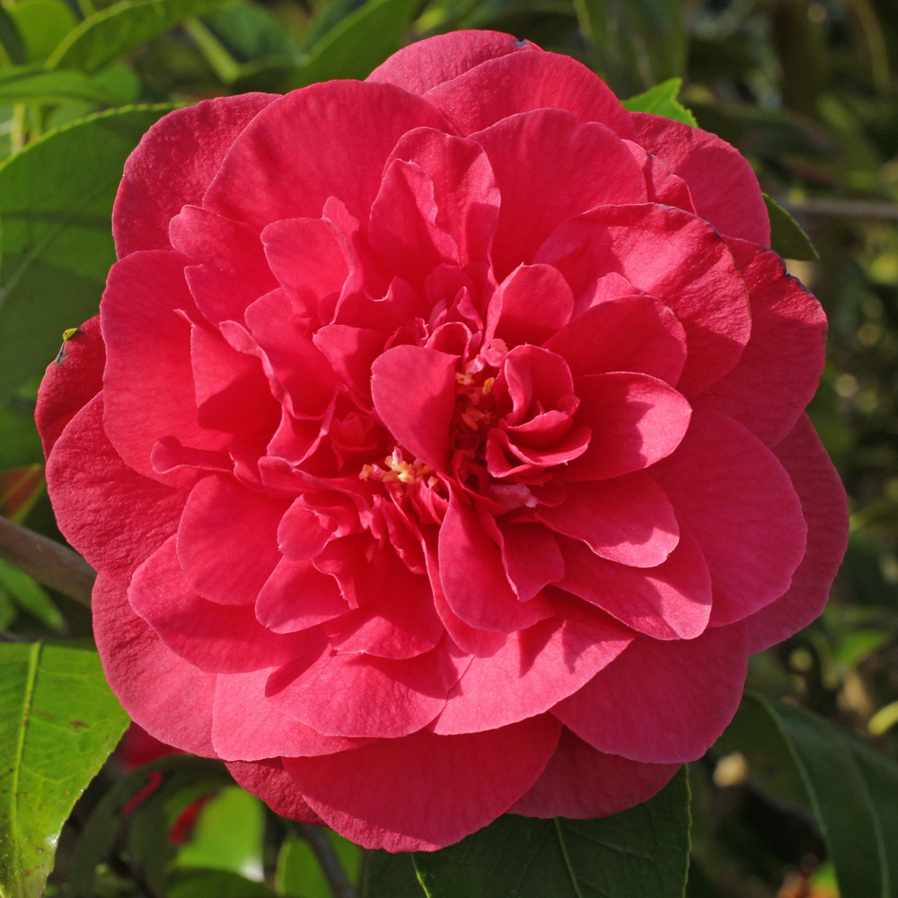 Camellia japonica 'Spring Triumph'