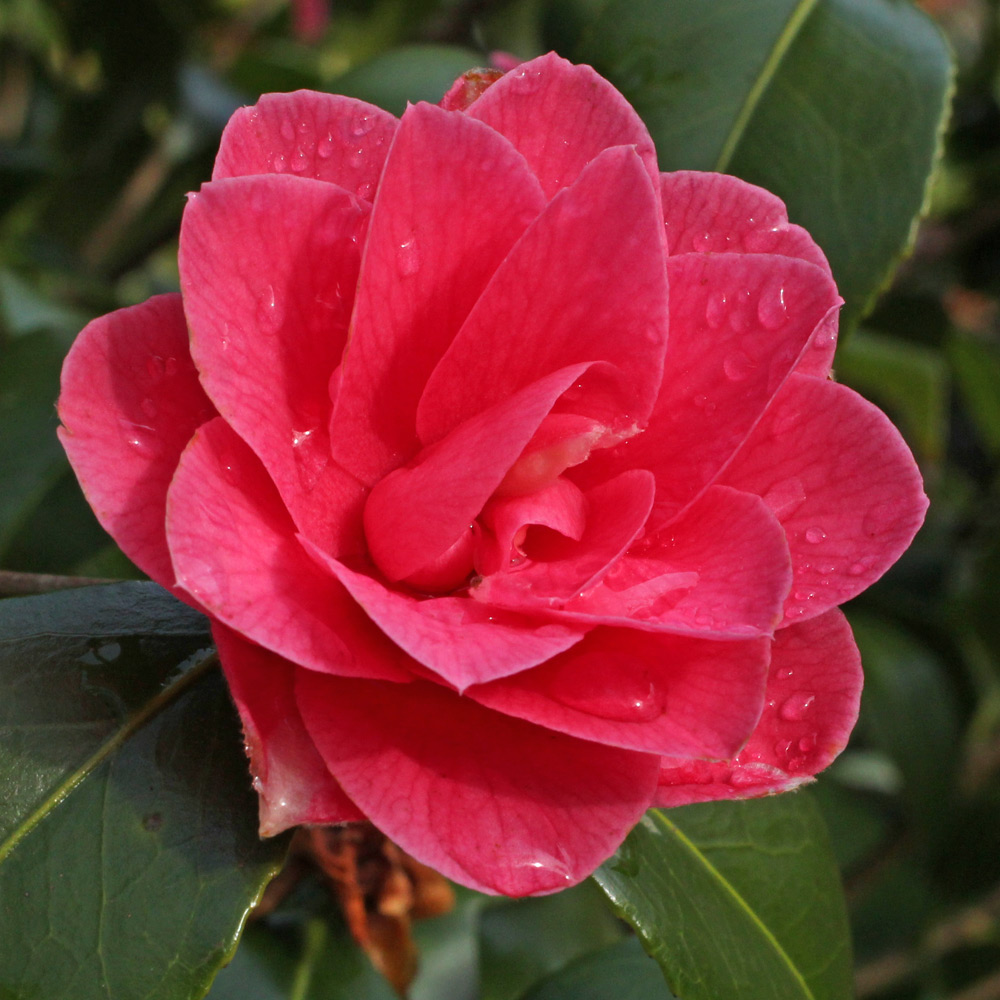 Camellia japonica 'Star Shadow'