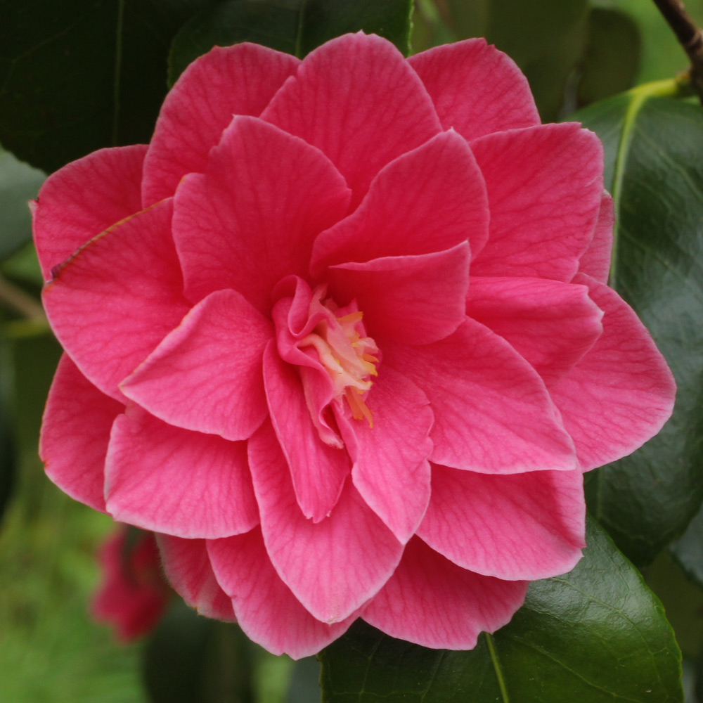 Camellia japonica 'Star Shadow'