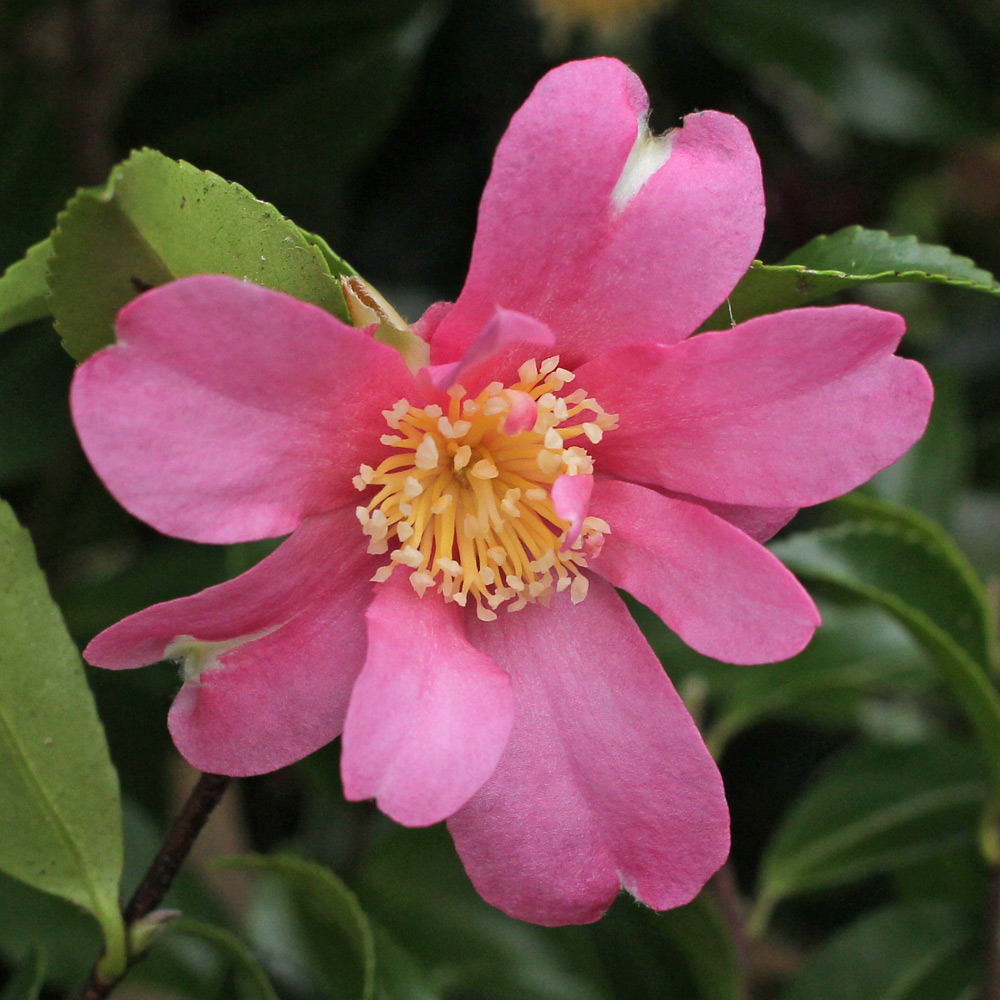 Camellia sasanqua 'Tanya'