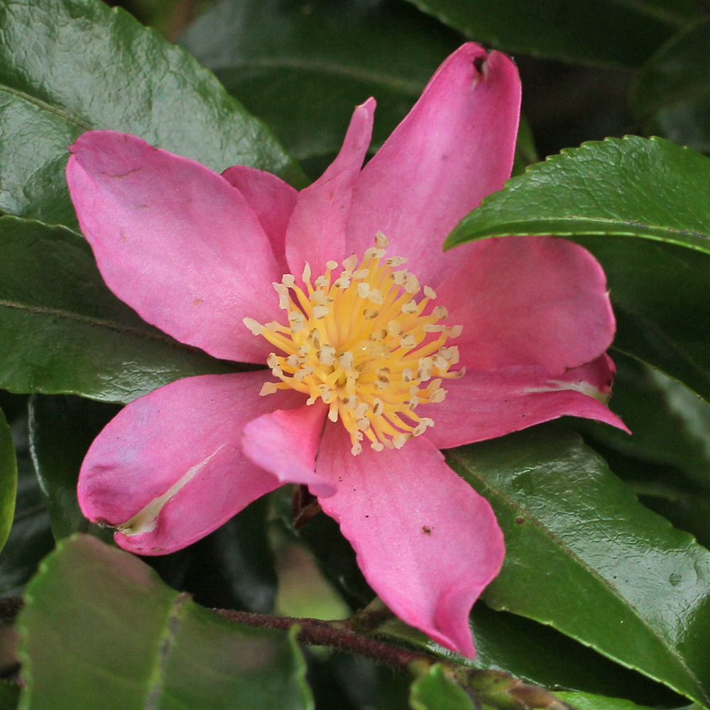 Camellia sasanqua 'Tanya'