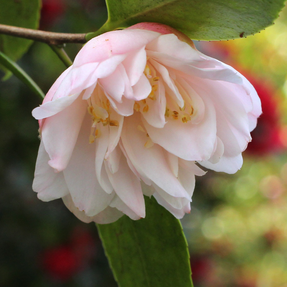 Camellia hybrid 'Tiny Princess'