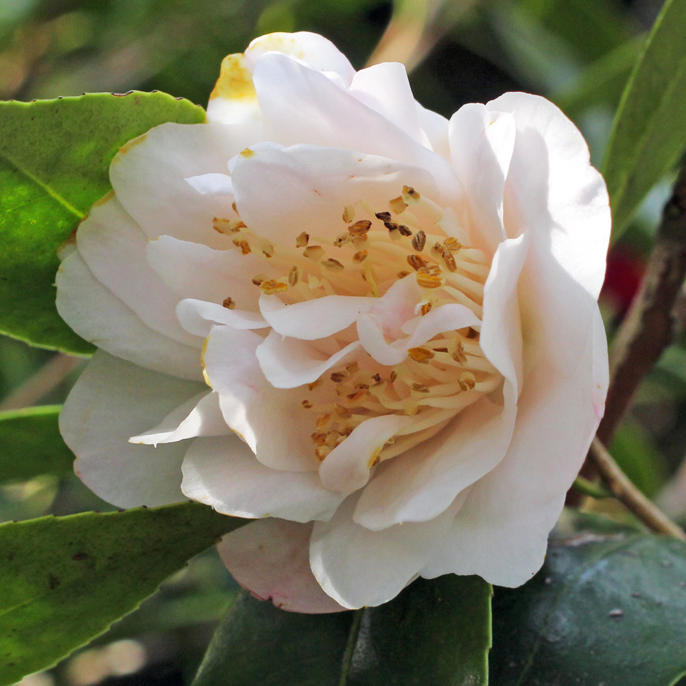 Camellia hybrid 'Tiny Princess'