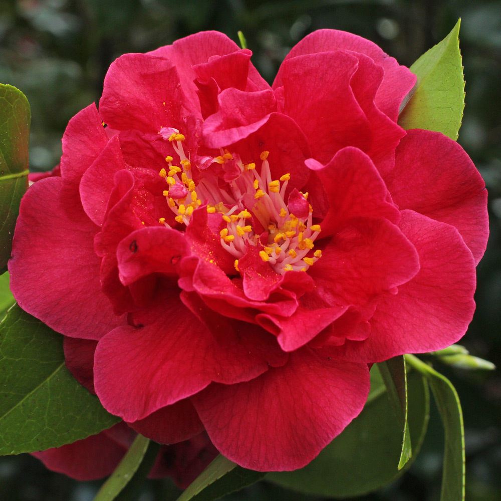 Camellia japonica 'Warrior'