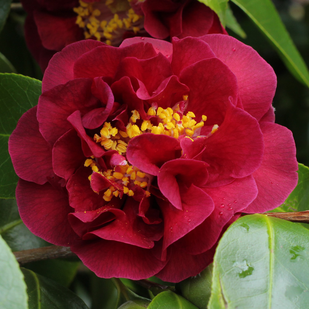 Camellia japonica 'Warrior'