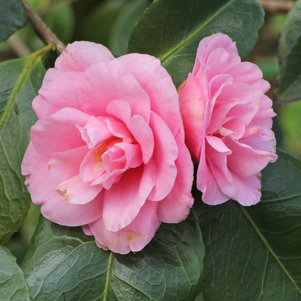 Camellia hybrid 'Wirlinga Ruffles'