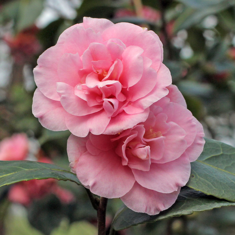 Camellia hybrid 'Wirlinga Ruffles'