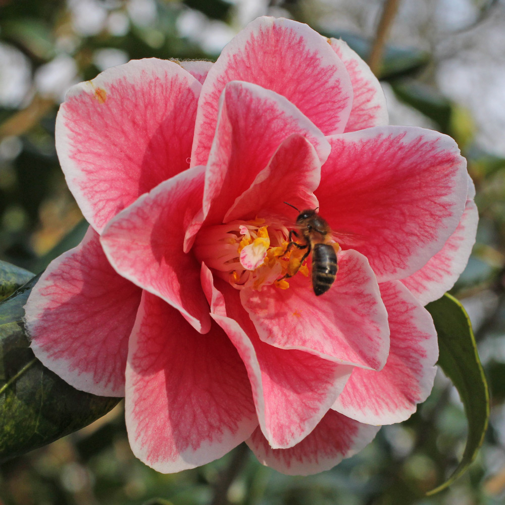Camellia japonica 'Yours Truly'