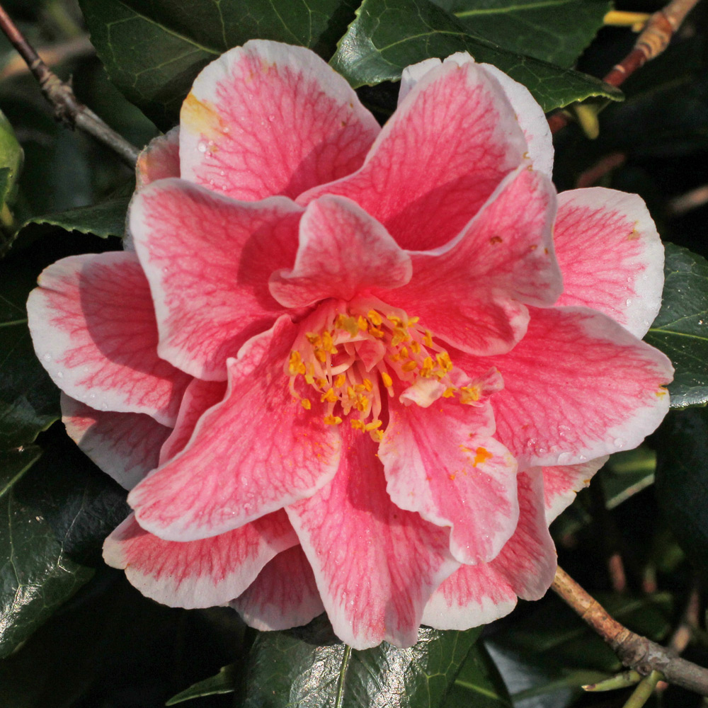 Camellia japonica 'Yours Truly'