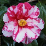 Camellia cv. unknown