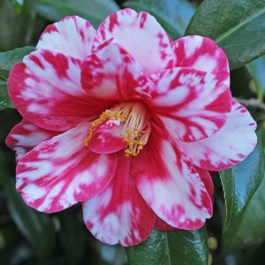 Camellia cv. unknown
