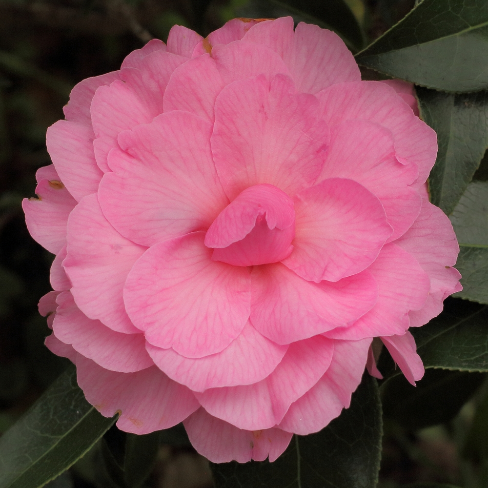 Camellia x williamsii 'Galaxie'