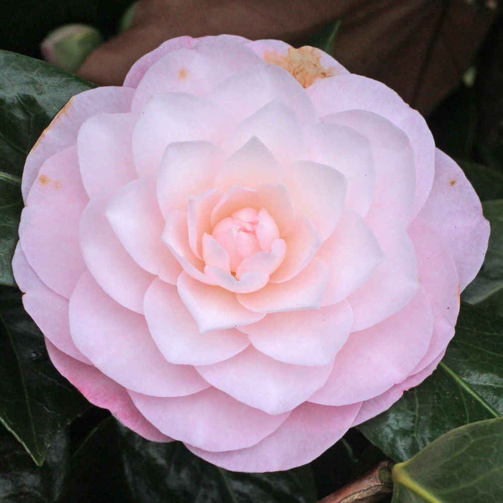 Camellia japonica 'Little Bo Peep'
