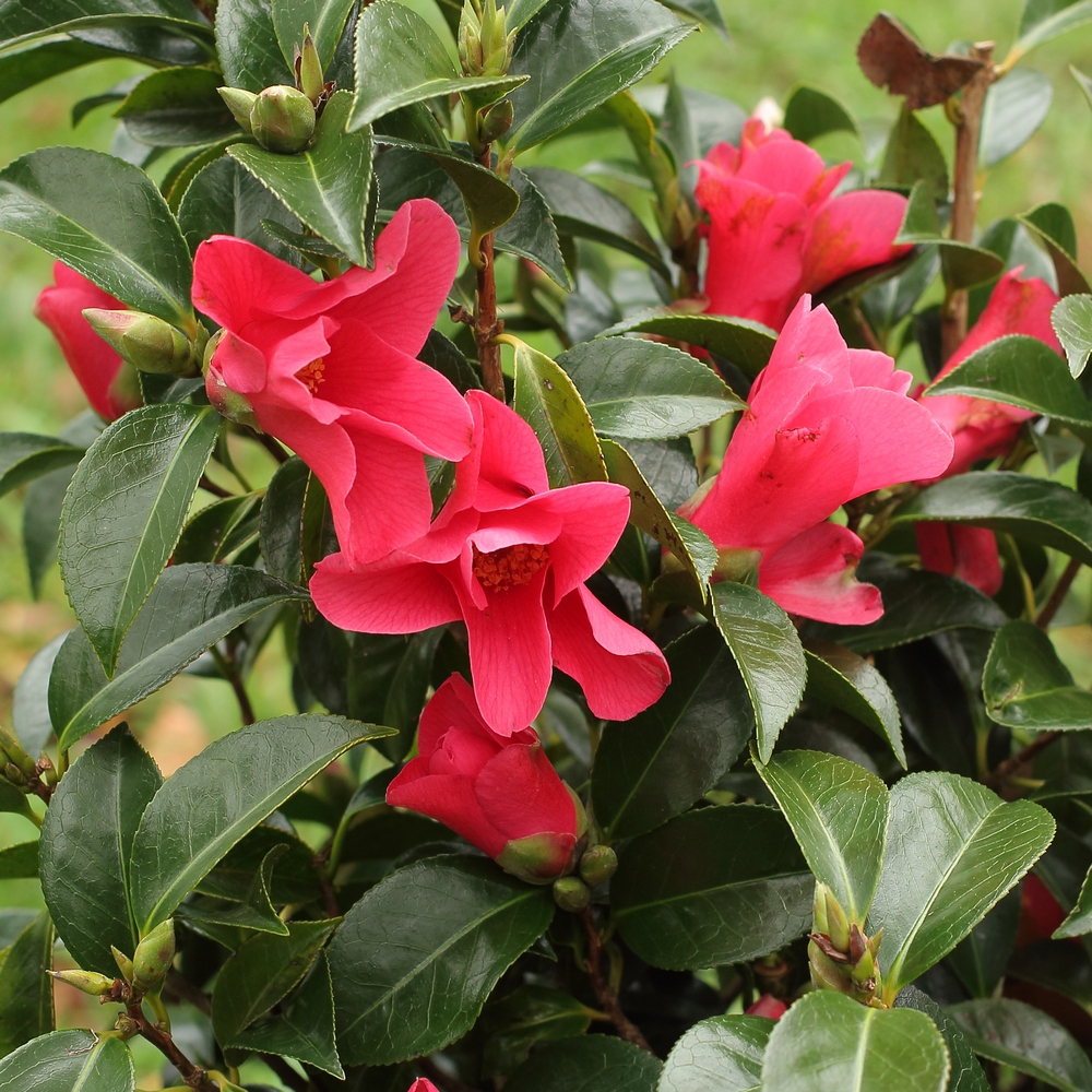 'Midnight Serenade' seedling