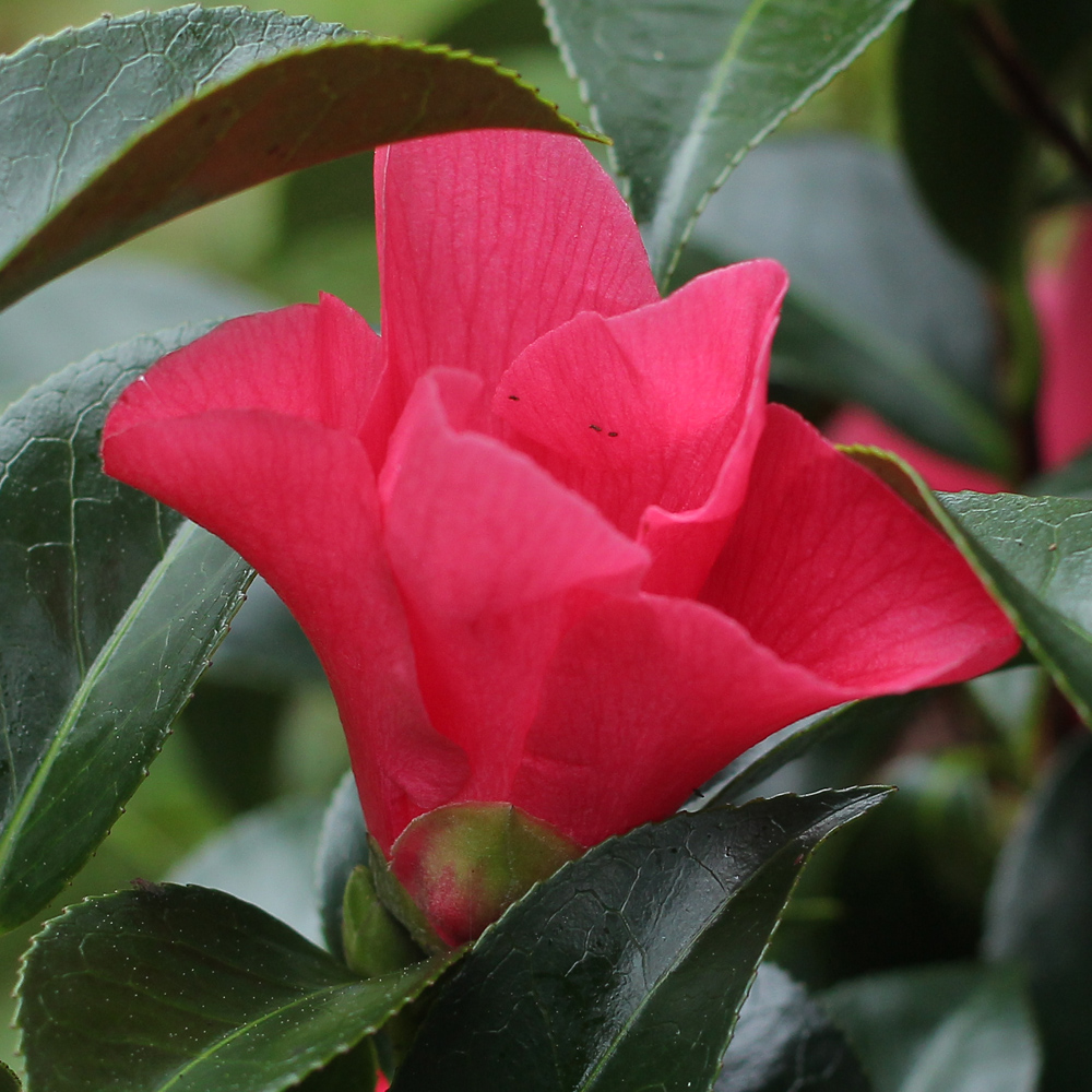 'Midnight Serenade' seedling