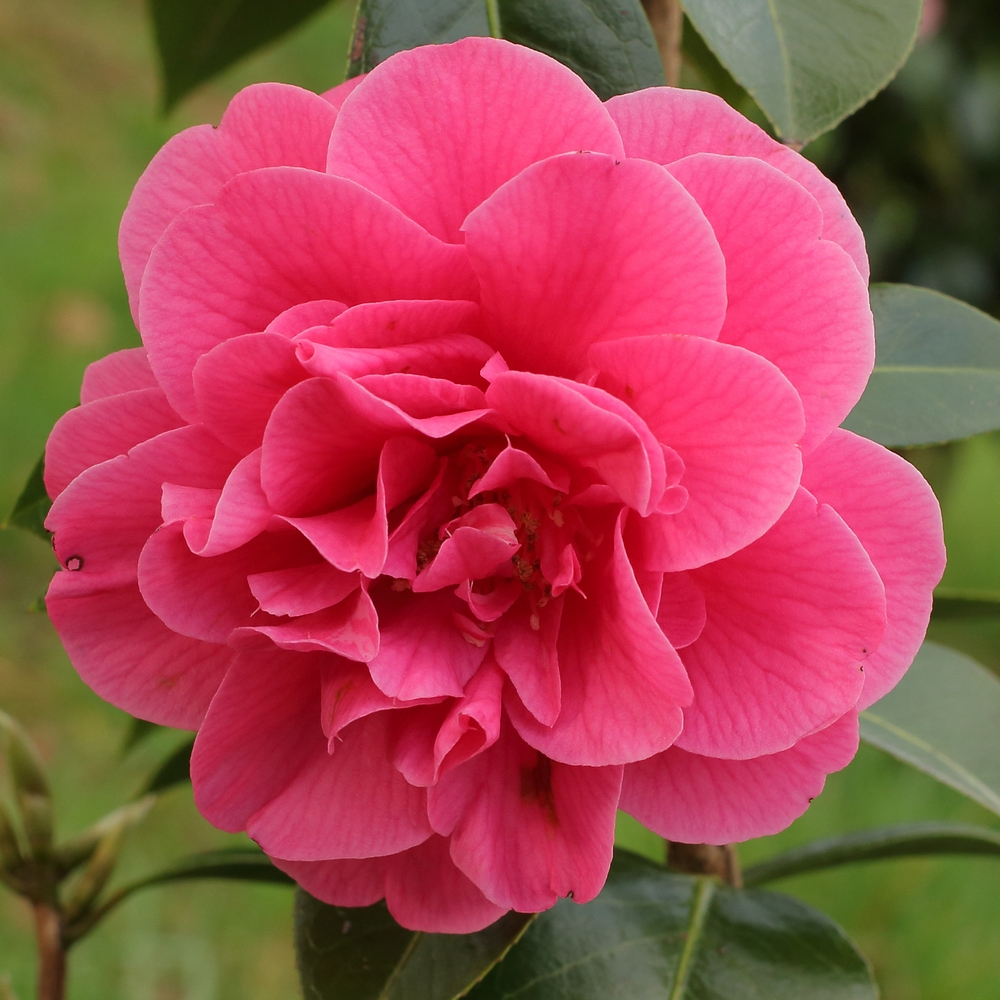 Camellia jaonica 'Waltz Time'