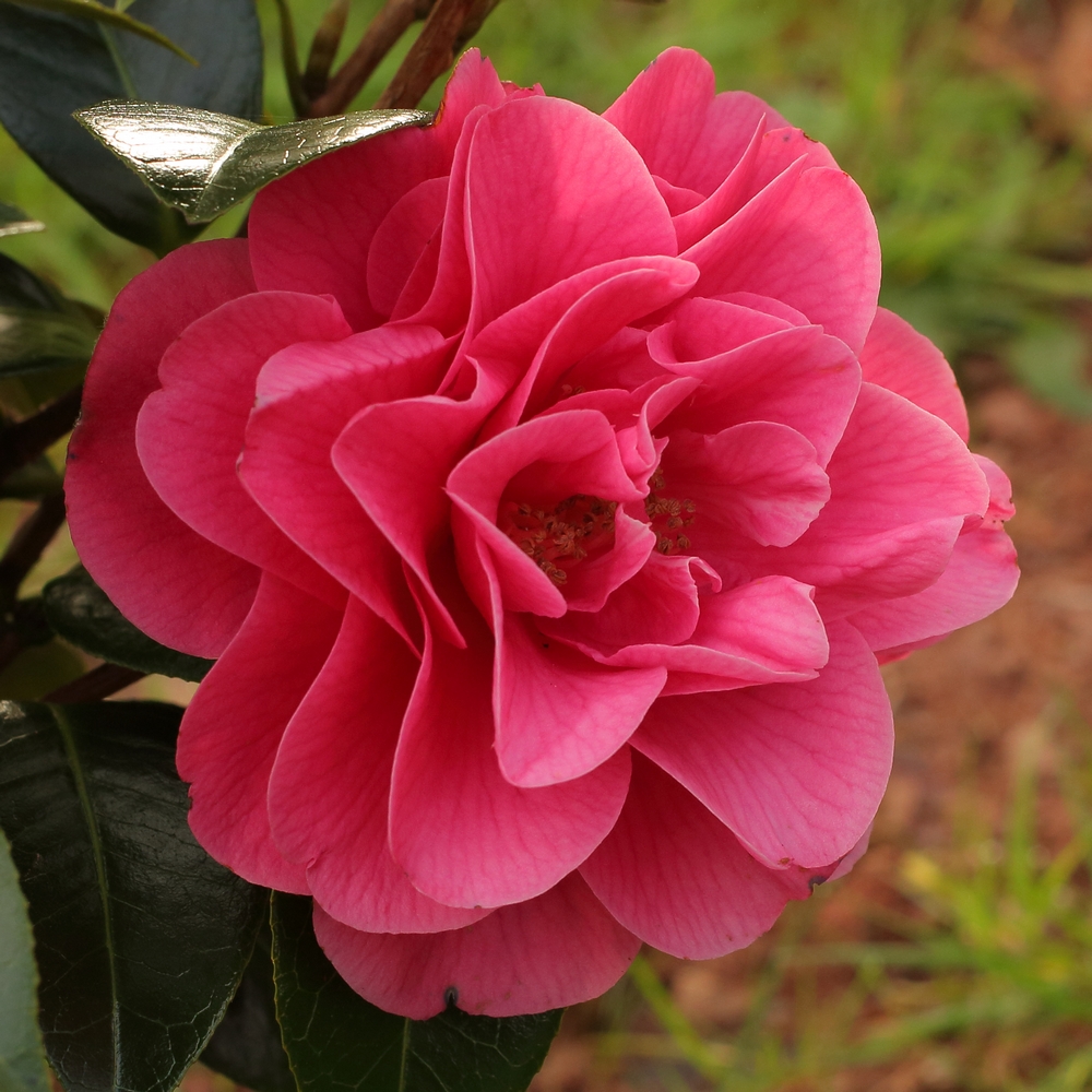 Camellia jaonica 'Waltz Time'