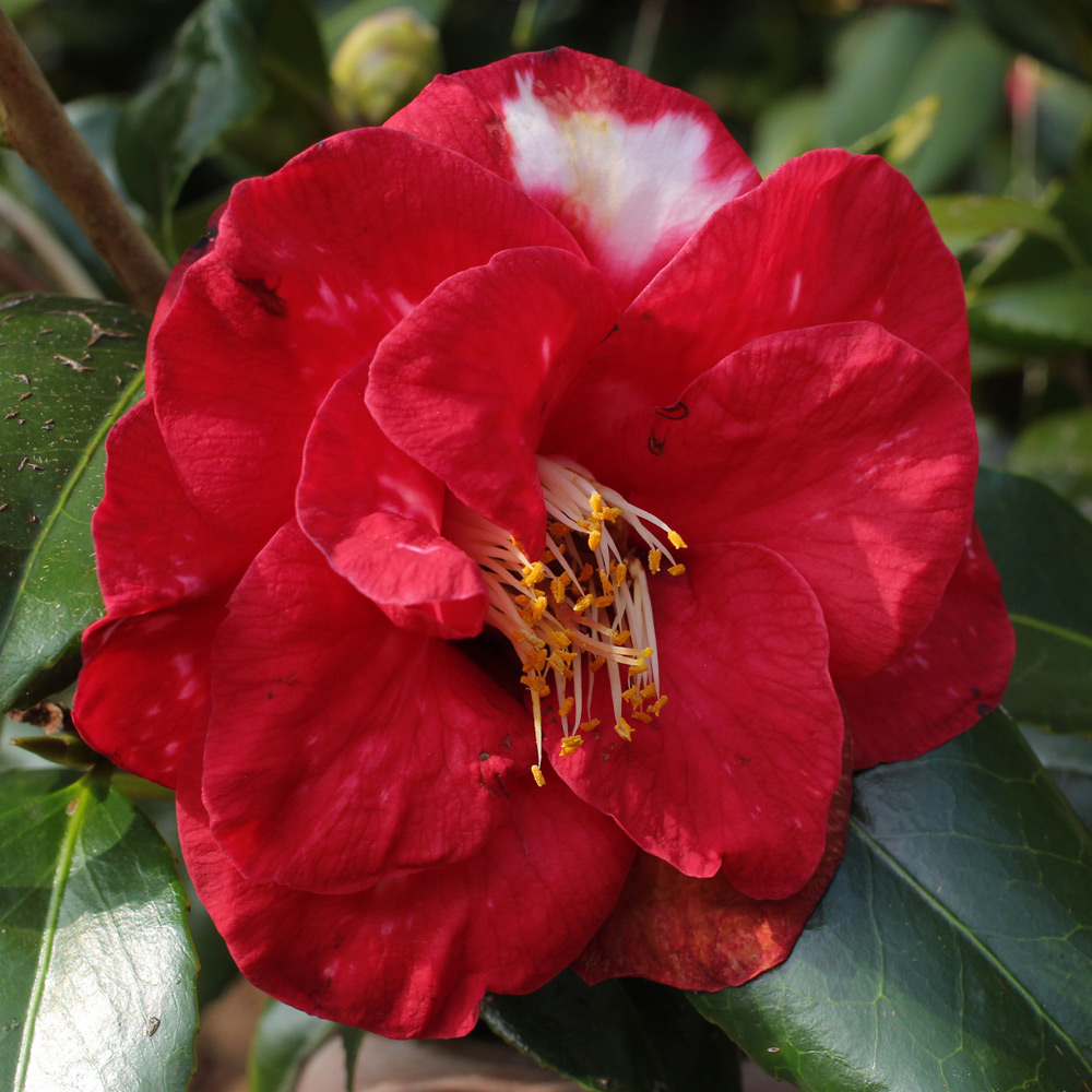 Camellia japonica 'Adolphe Audusson Variegated'