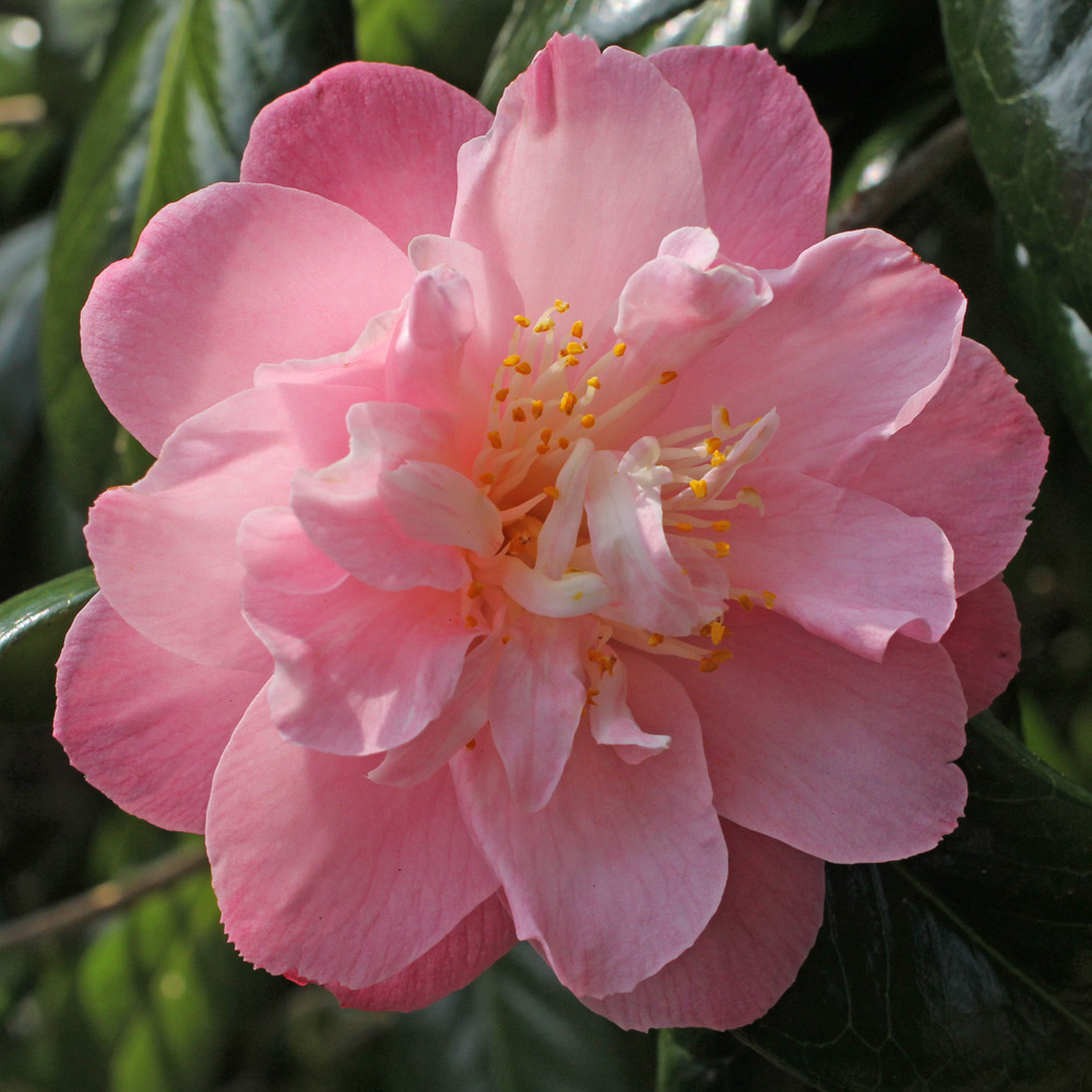 Camellia japonica 'Ann Sothern'
