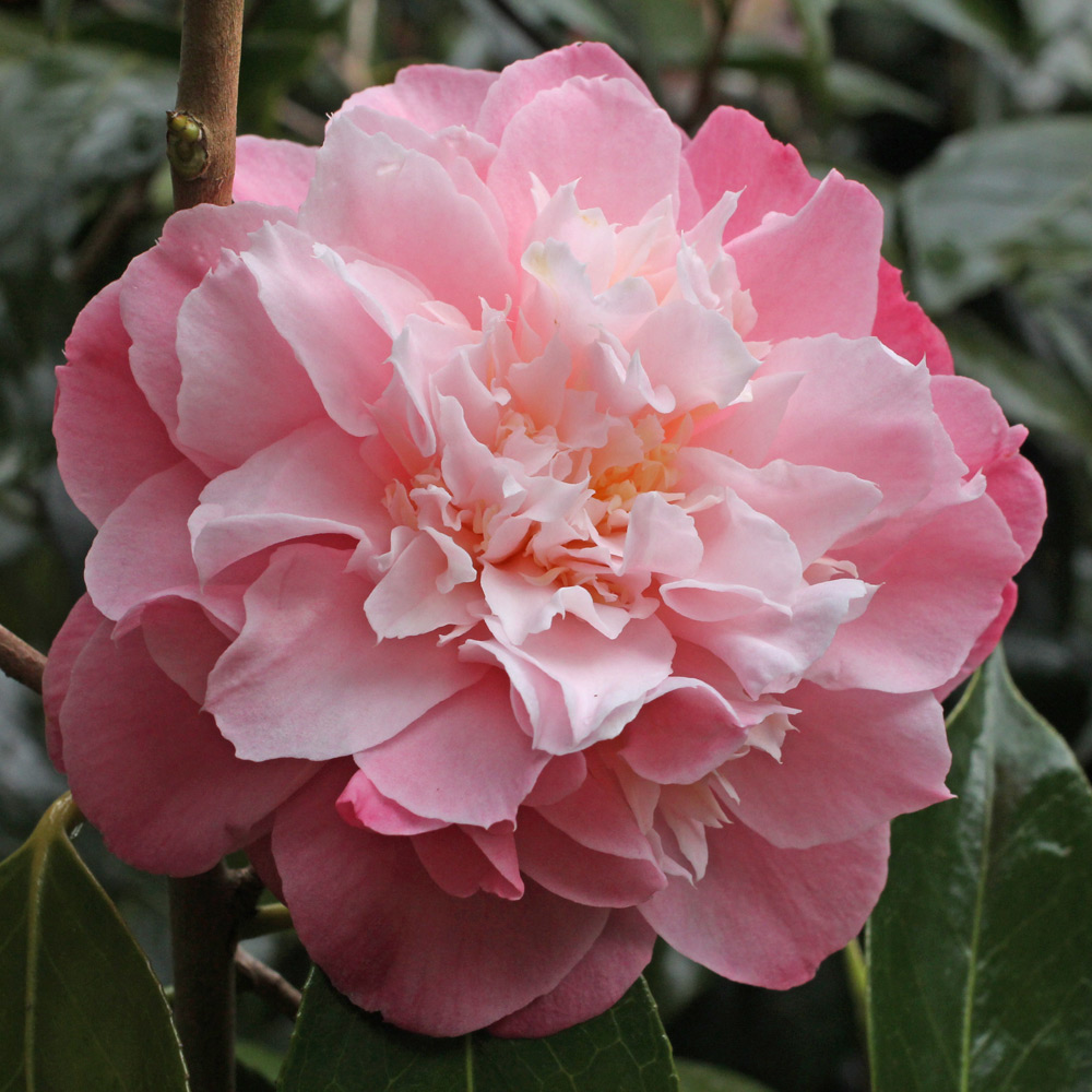 Camellia japonica 'Annie Wylam' (1K-003)