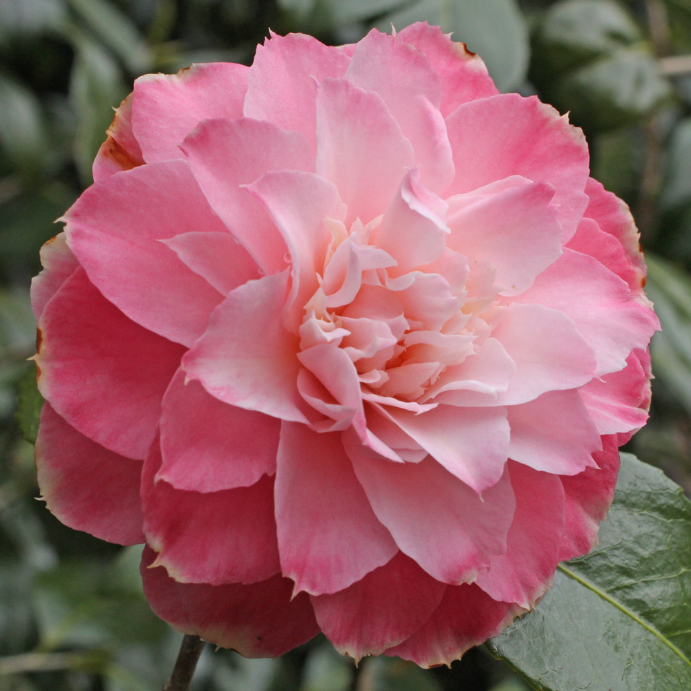 Camellia japonica 'Annie Wylam'