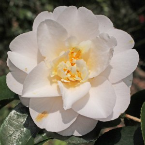 Camellia japonica 'Barbara Woodroof'