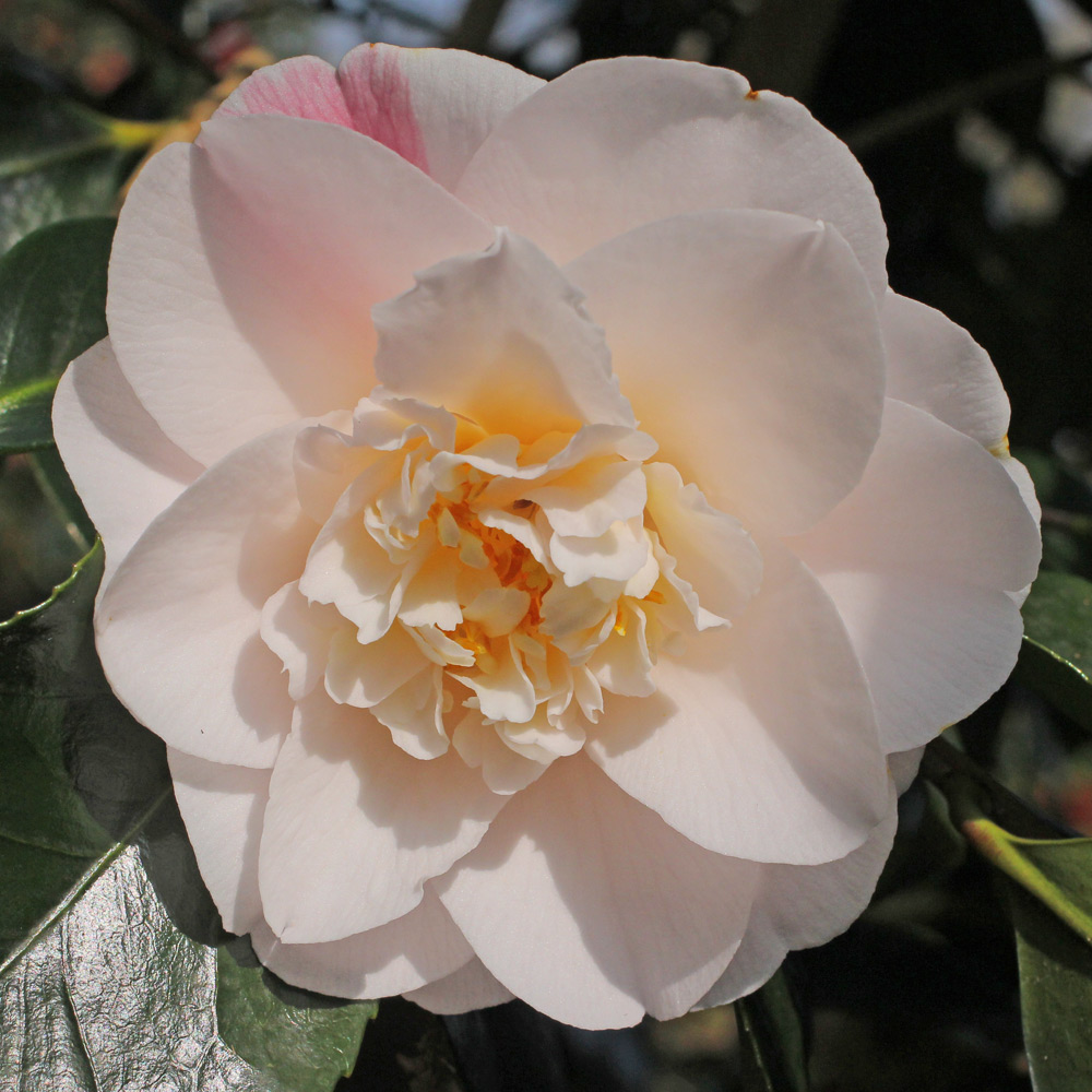 Camellia japonica 'Barbara Woodroof'