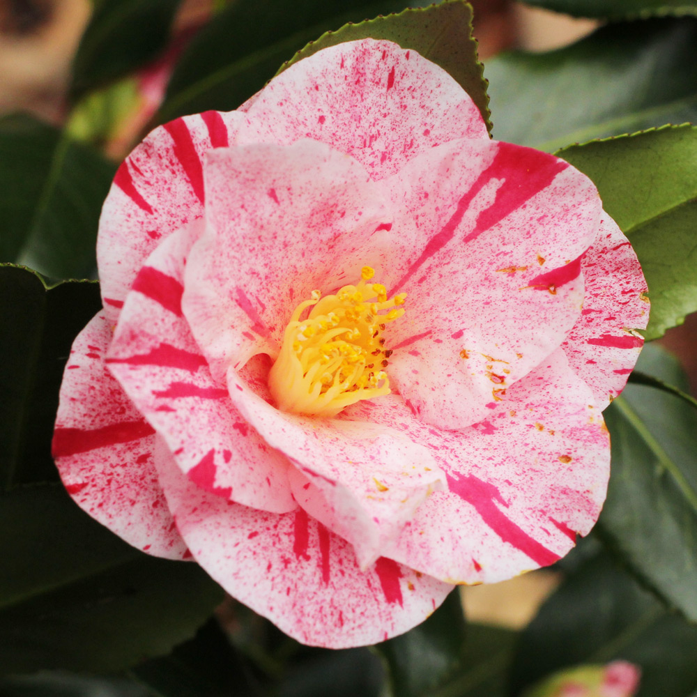 Camellia japonica 'Betty Foy Sanders'