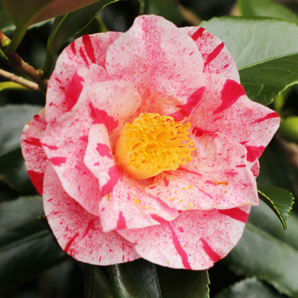 Camellia japonica 'Betty Foy Sanders'