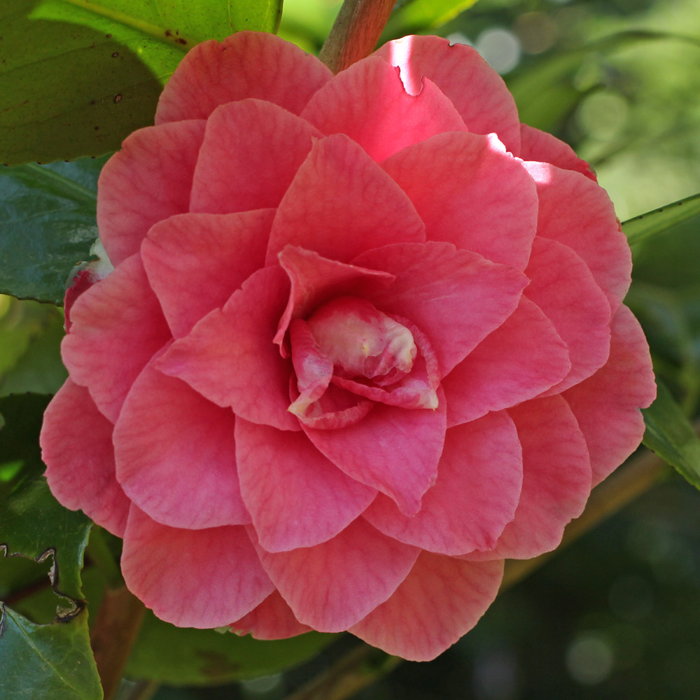 Camellia japonica 'Betty Sheffield'