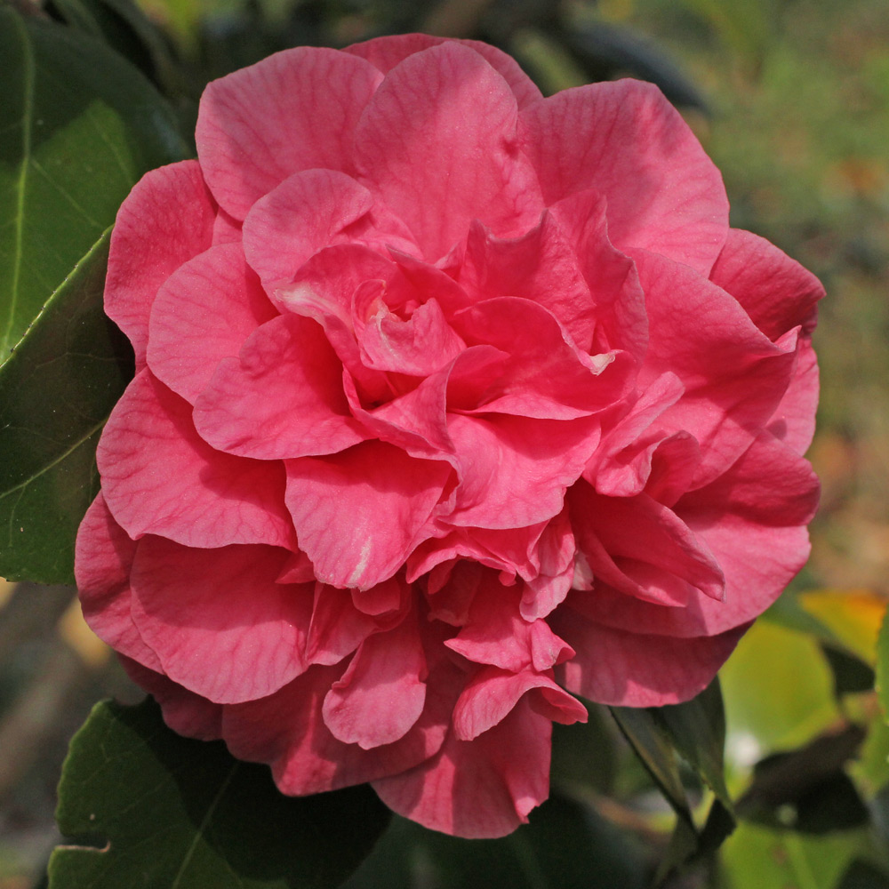 Camellia japonica 'Betty Sheffield'