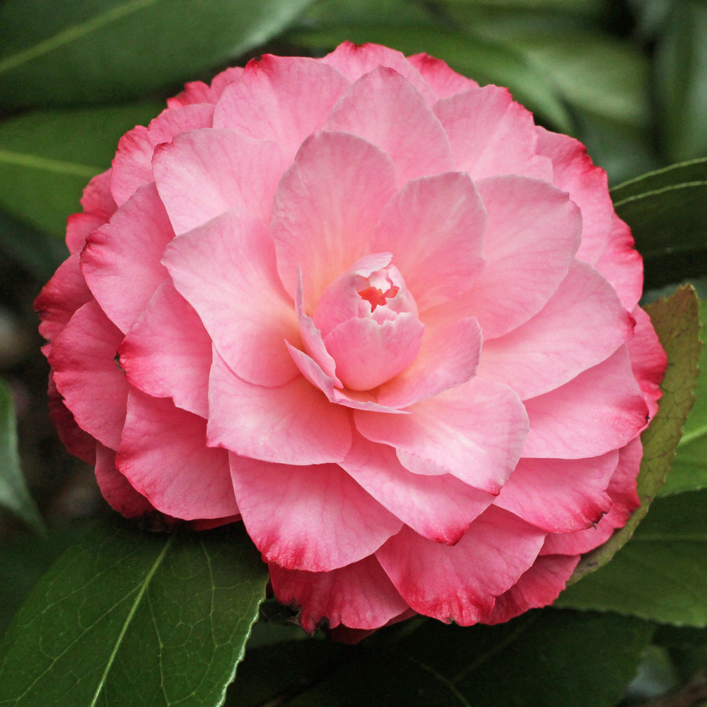 Camellia x williamsii 'Chatsworth Belle'