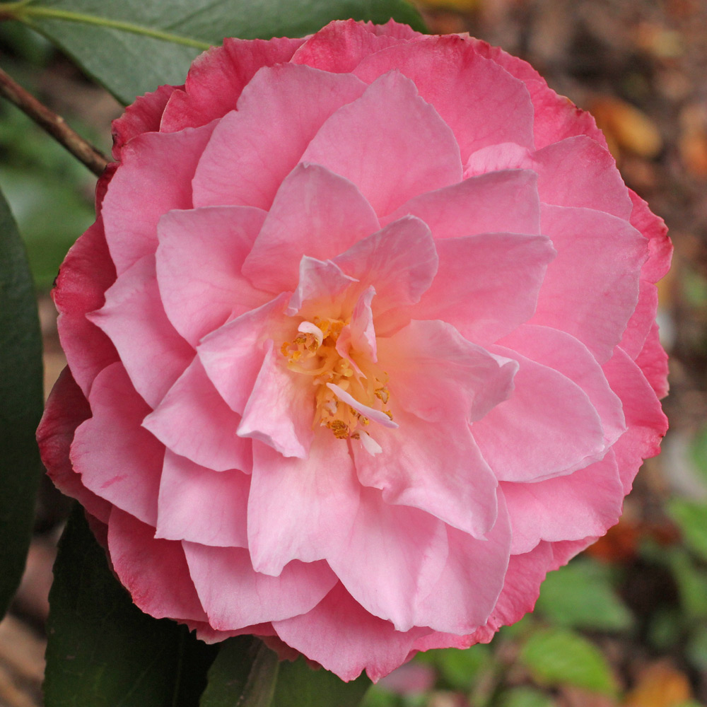 Camellia x williamsii 'Chatsworth Belle'