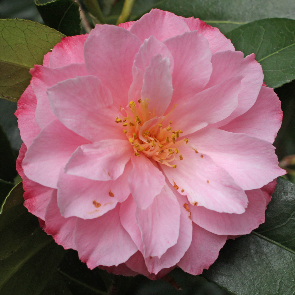 Camellia x williamsii 'Chatsworth Belle'