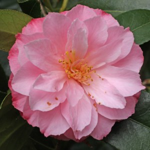 Camellia x williamsii 'Chatsworth Belle'