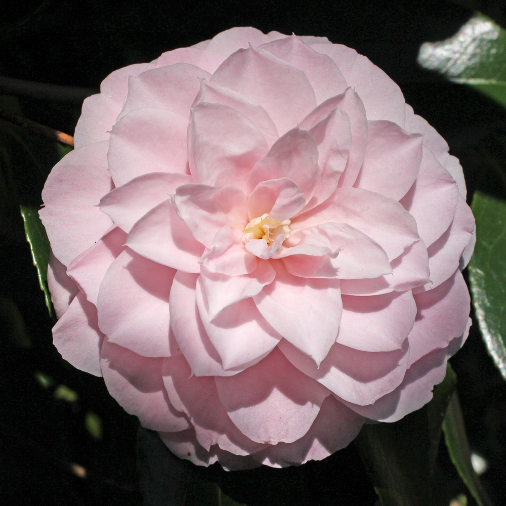 Camellia japonica 'Cheryll Lynn'
