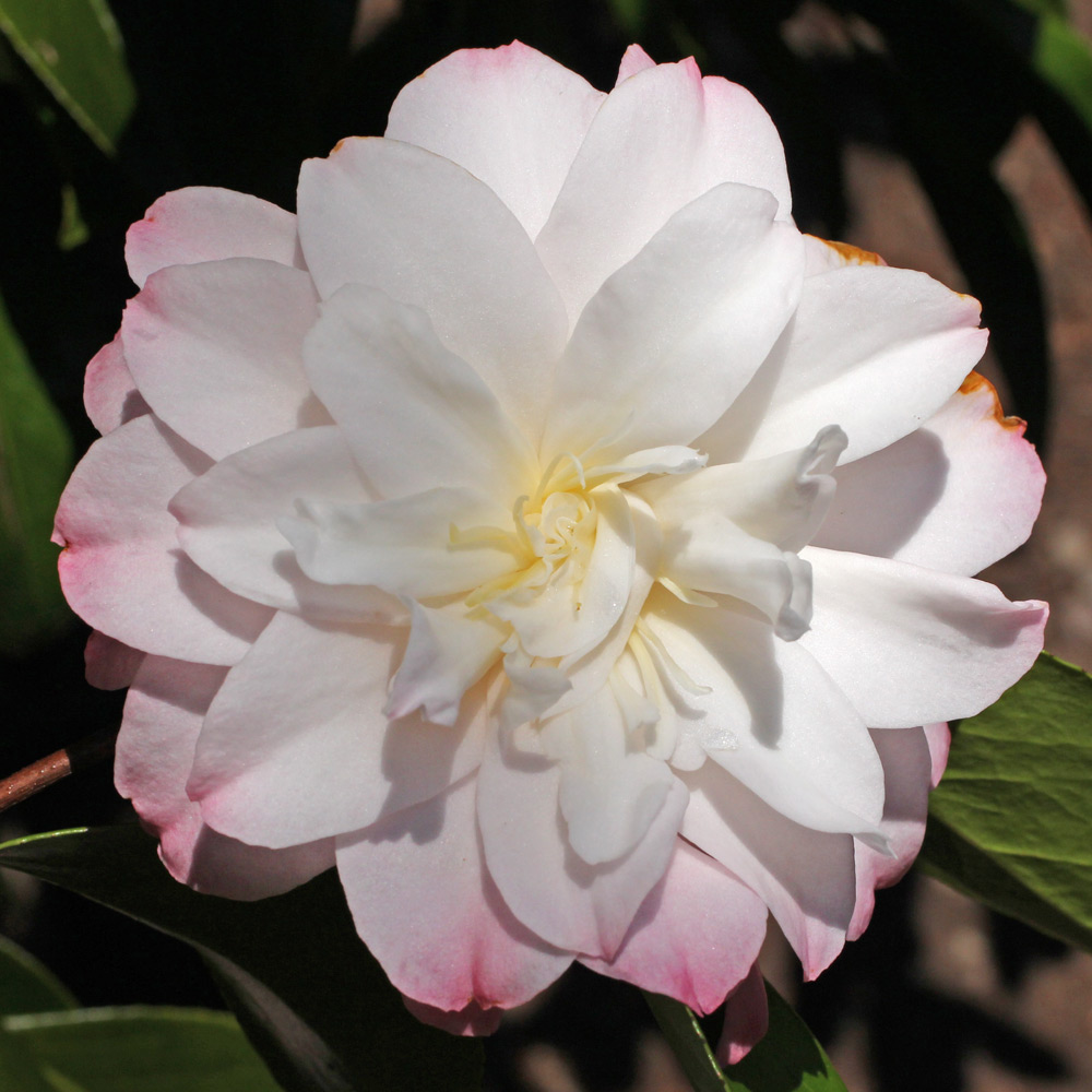 Camellia japonica 'China Doll'