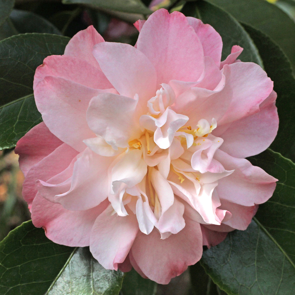 Camellia japonica 'China Doll'