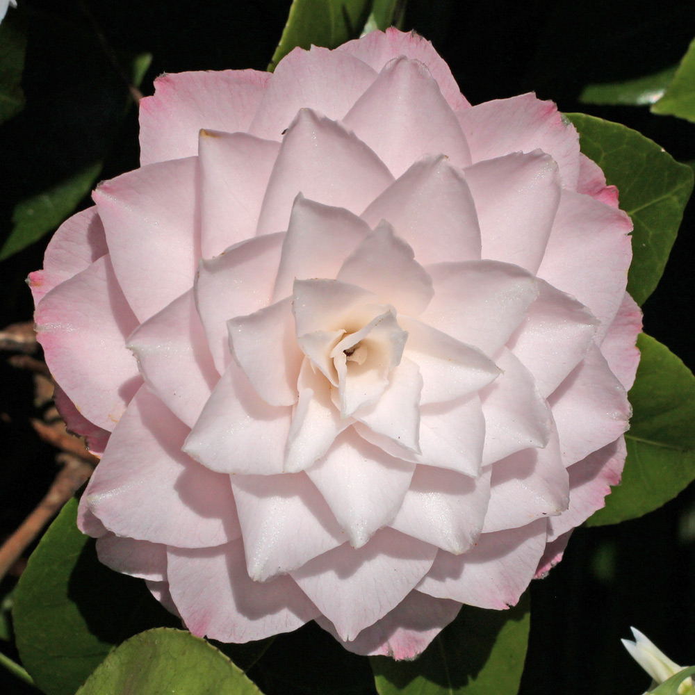 Camellia japonica 'Commander Mulroy'