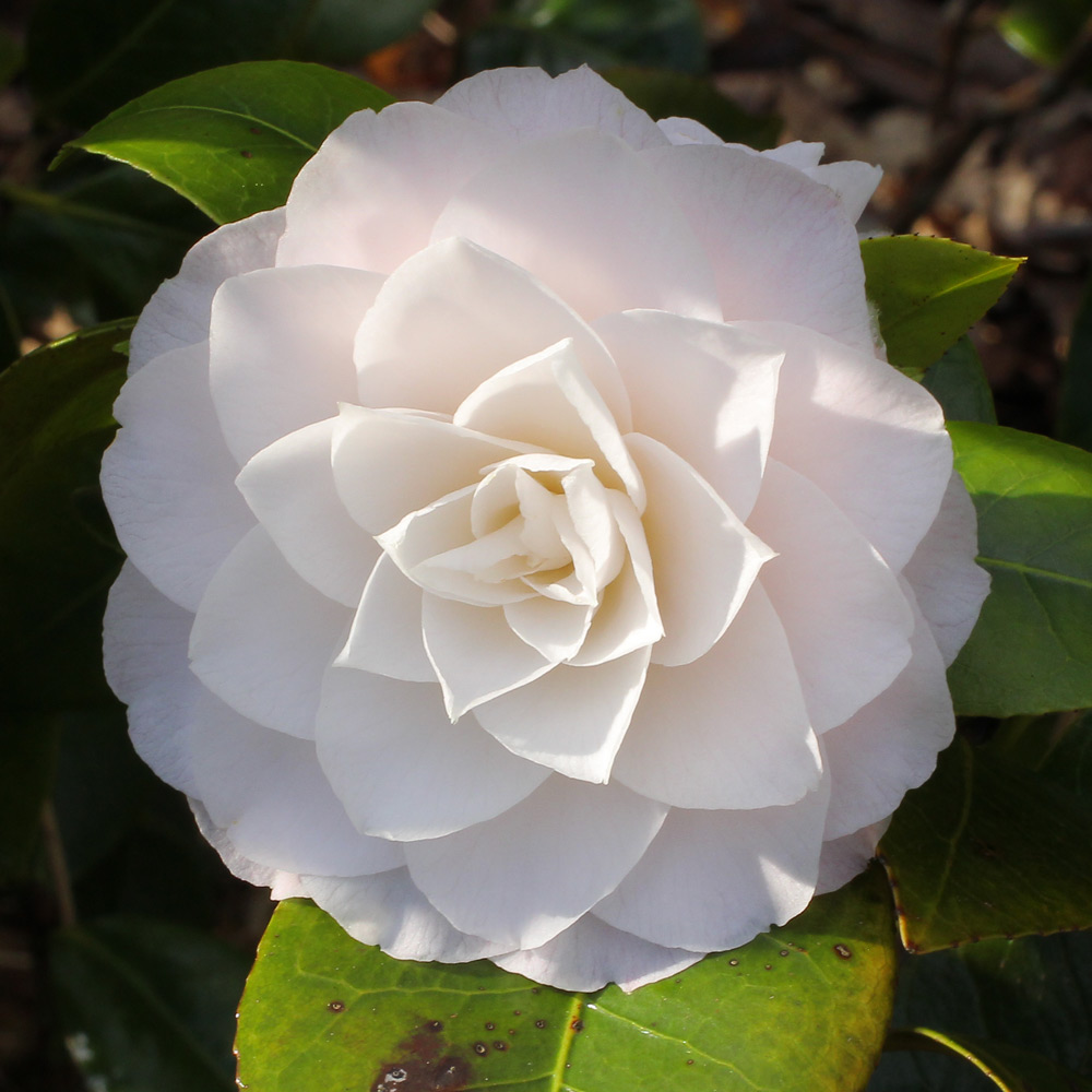 Camellia japonica 'Commander Mulroy'