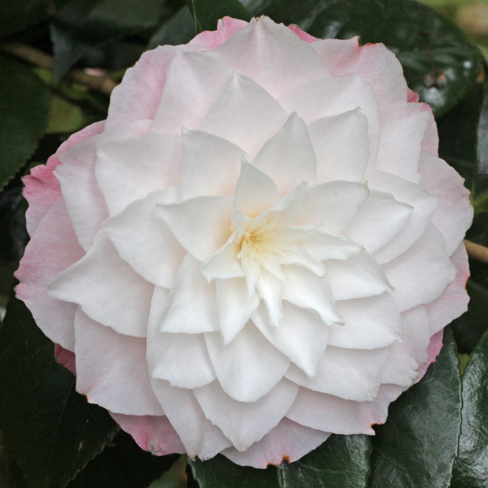 Camellia japonica 'Donnan's Dream'