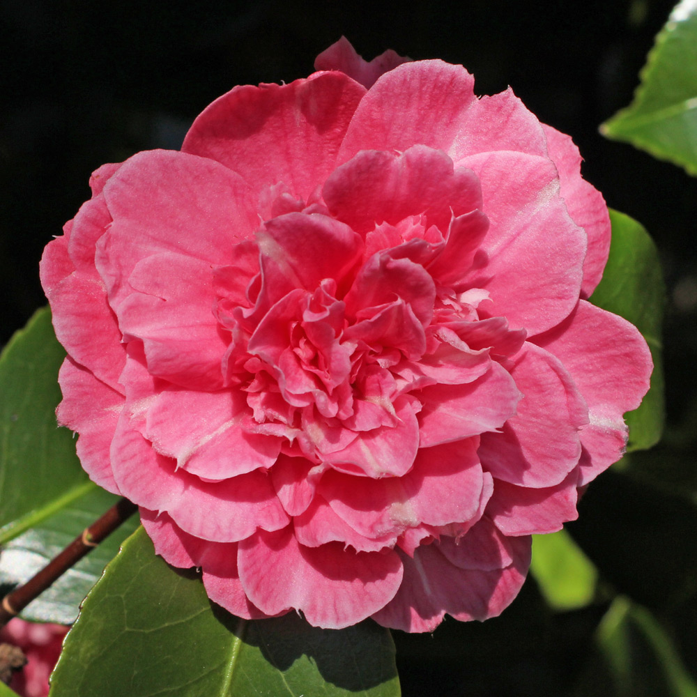 Camellia japonica 'Feast's Perfection'