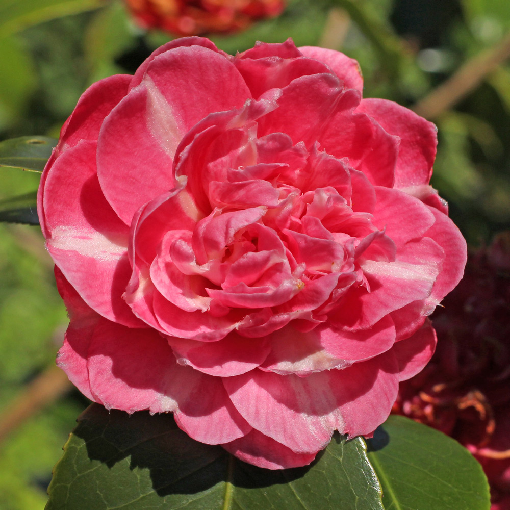 Camellia japonica 'Feast's Perfection'