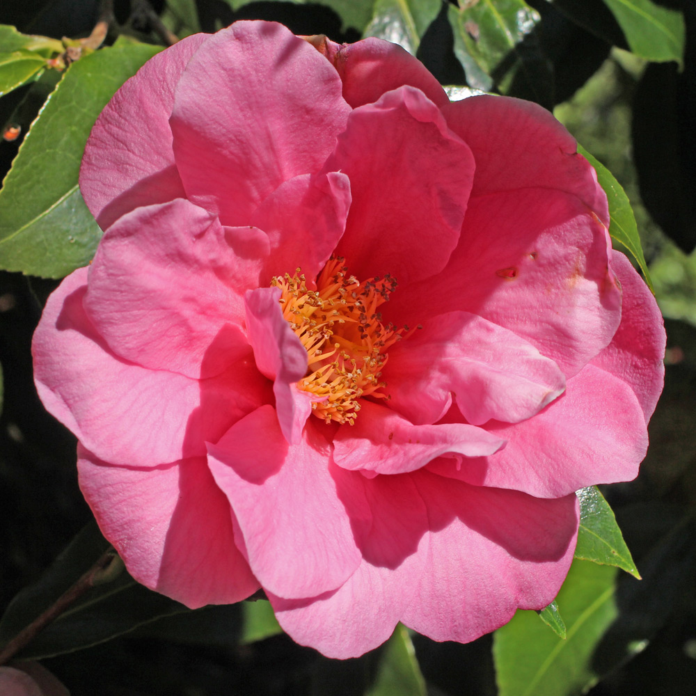 Camellia 'Fire'n'Ice'