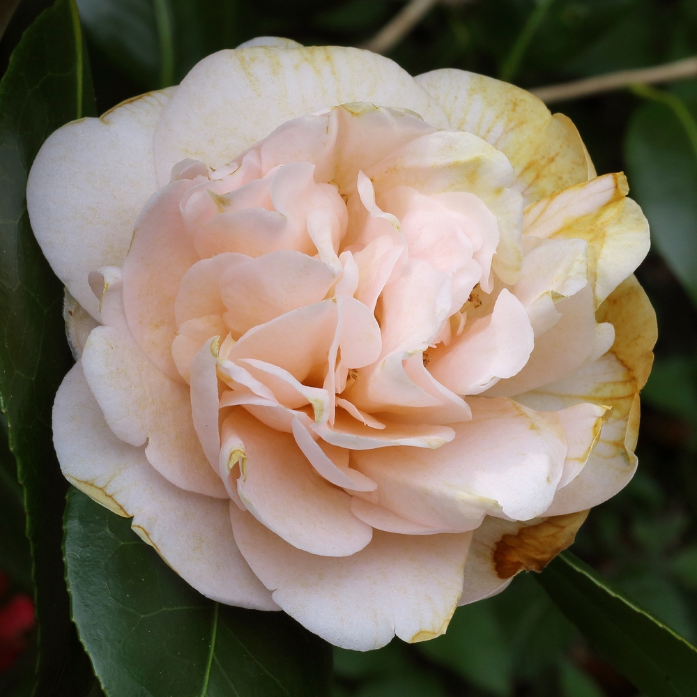 Camellia japonica 'Gladys Wannamaker'
