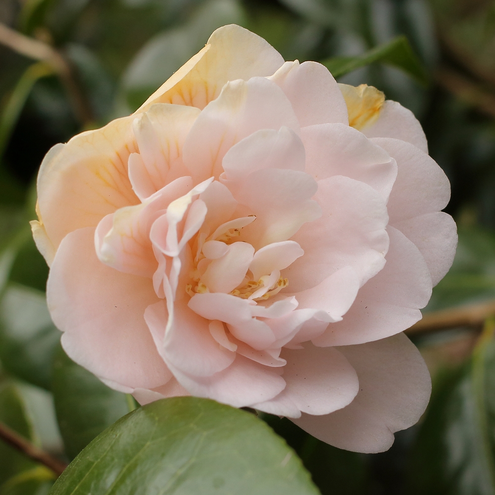 Camellia japonica 'Gladys Wannamaker'