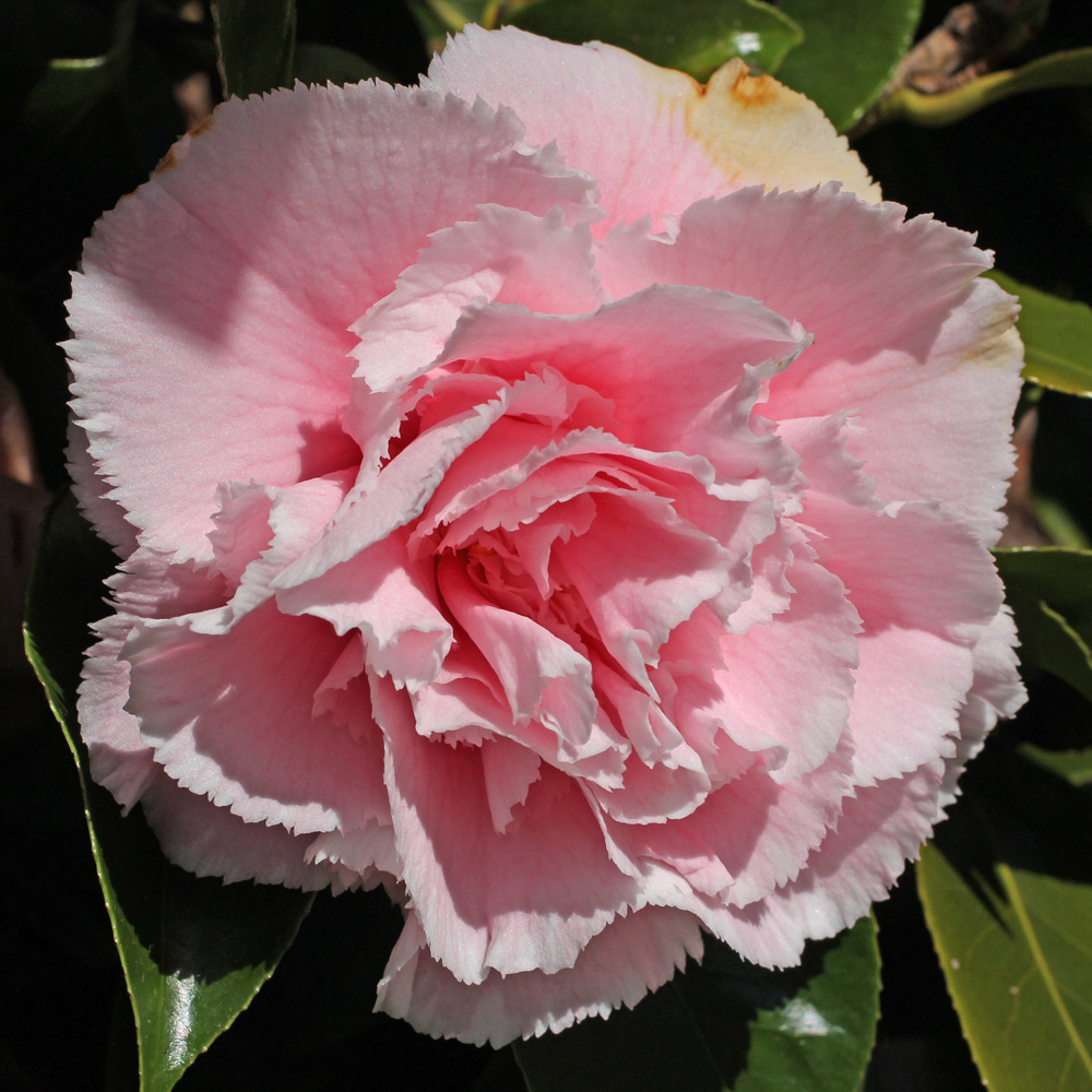 Camellia japonica 'Hawaii'