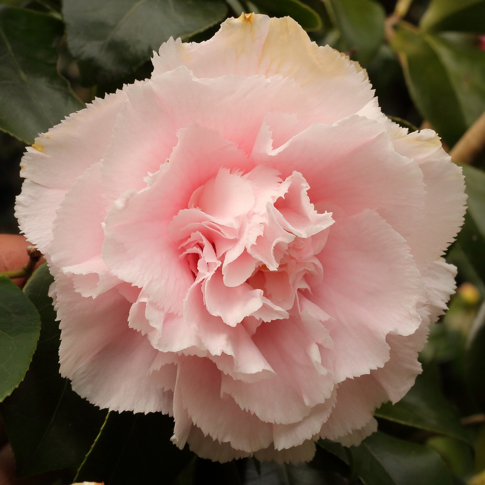 Camellia japonica 'Hawaii'